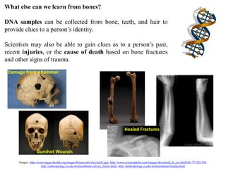 Bonebasicsweb | PPTX