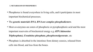 2. METABOLISM OF PHOSPHORUS
• Phosphorus is found everywhere in living cells, and it participates in most
important biochemical processes.
• The genetic materials DNA, RNA are complex phosphodiesters.
• Most co-enzymes are esters of phosphoric or pyrophosphoric acid and the most
important reservoirs of biochemical energy e.g ATP (Adenosine
Triphosphate), Creatinine phosphate, phosphoenolpyruvate, etc
• Phosphate is absorbed in the intestines from dietary sources, released from
cells into blood, and loss from the bones.
 