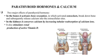 PARATHYROID HORMONES & CALCIUM
 Two major effects of parathyroid hormone:
• In the bones it activates bone resorption, in which activated osteoclasts, break down bone
and subsequently release calcium into the extracellular sites.
• In the kidneys it conserves calcium by increasing tubular reabsorption of calcium ions.
• It also stimulates renal
production of active Vitamin D.
 