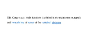 NB. Osteoclasts’ main function is critical in the maintenance, repair,
and remodeling of bones of the vertebral skeleton
 