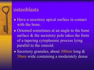 Parallel Medium Bone Bone Biology | PPT