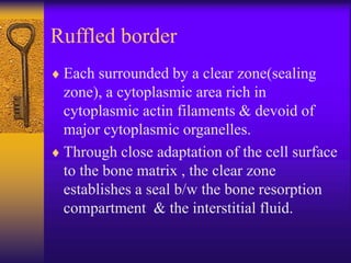 Actin Ruffle Bone Biology | PPT