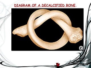 DIAGRAM OF A DECALCIFIED BONE.
 