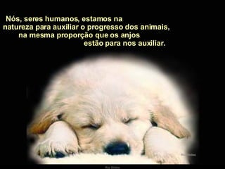 Nós, seres humanos, estamos na  natureza para auxiliar o progresso dos animais,  na mesma proporção que os anjos  estão para nos auxiliar. 