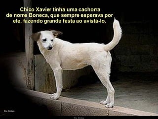   Chico Xavier tinha uma cachorra de nome Boneca, que sempre esperava por ele, fazendo grande festa ao avistá-lo. 