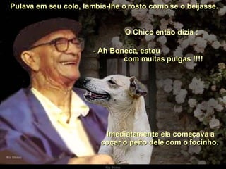   Pulava em seu colo, lambia-lhe o rosto como se o beijasse. O Chico então dizia : - Ah Boneca, estou  com muitas pulgas !!!! Imediatamente ela começava a coçar o peito dele com o focinho.  