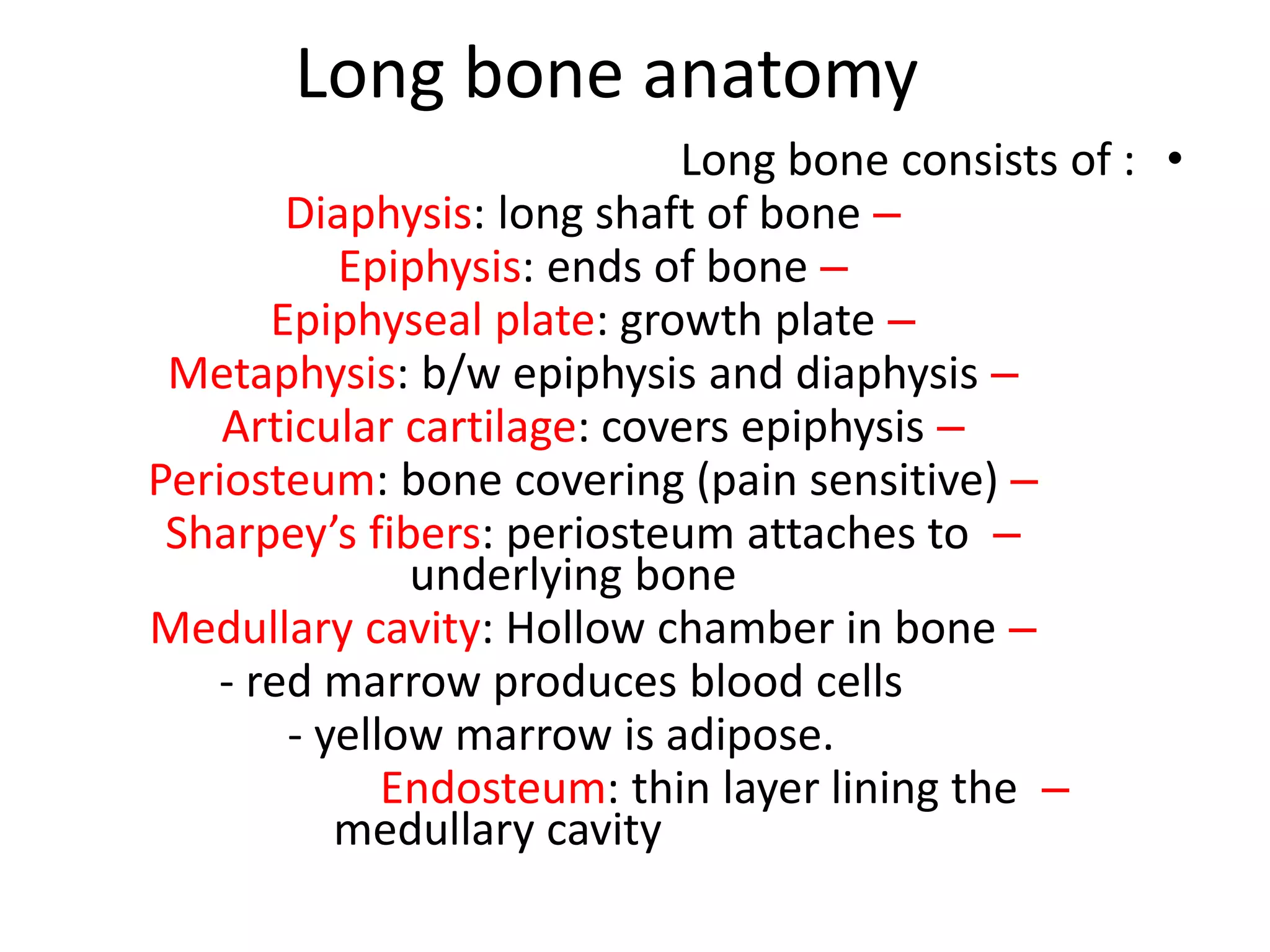 Long bone anatomy
•Long bone consists of :
–Diaphysis: long shaft of bone
–Epiphysis: ends of bone
–Epiphyseal plate: growth plate
–Metaphysis: b/w epiphysis and diaphysis
–Articular cartilage: covers epiphysis
–Periosteum: bone covering (pain sensitive)
–Sharpey’s fibers: periosteum attaches to
underlying bone
–Medullary cavity: Hollow chamber in bone
- red marrow produces blood cells
- yellow marrow is adipose.
–Endosteum: thin layer lining the
medullary cavity
 