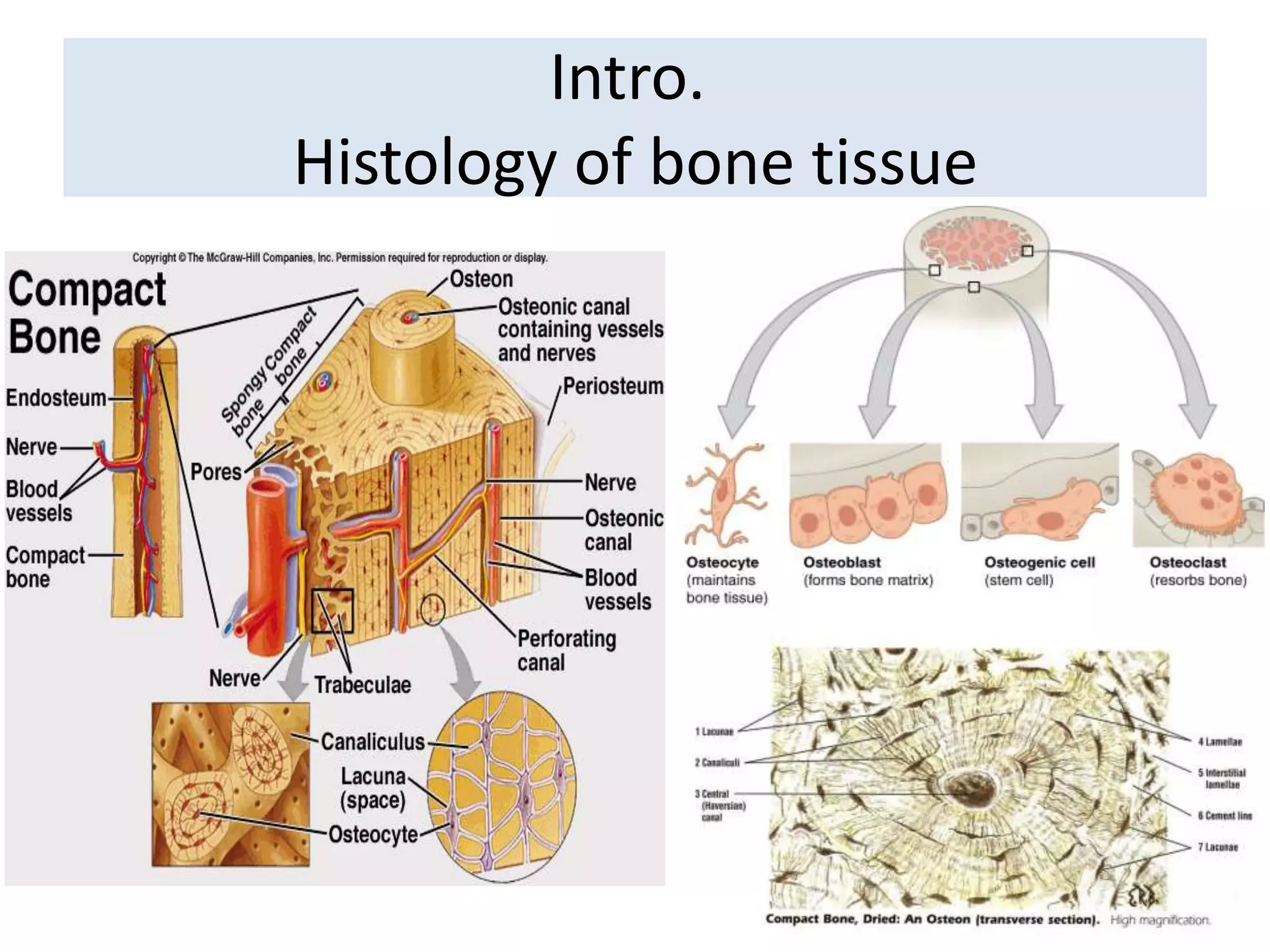 Intro.
Histology of bone tissue
 