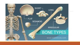 bone classification bone classification .pptx