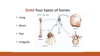 Pathological Bone Classification bone classification bone classification .pptx