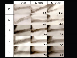 Healing of extensive bone defects (in vivo study in a rabbit model). | PPTX