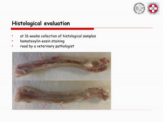 Healing of extensive bone defects (in vivo study in a rabbit model). | PPTX