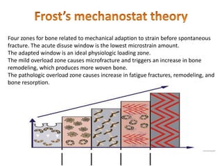Four zones for bone related to mechanical adaption to strain before spontaneous
fracture. The acute disuse window is the lowest microstrain amount.
The adapted window is an ideal physiologic loading zone.
The mild overload zone causes microfracture and triggers an increase in bone
remodeling, which produces more woven bone.
The pathologic overload zone causes increase in fatigue fractures, remodeling, and
bone resorption.
 