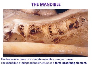 The trabecular bone in a dentate mandible is more coarse.
The mandible a independent structure, is a force-absorbing element.
 