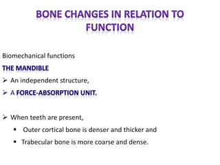 Biomechanical functions
 An independent structure,
 A
 When teeth are present,
 Outer cortical bone is denser and thicker and
 Trabecular bone is more coarse and dense.
 