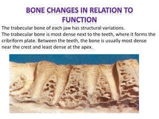 The trabecular bone of each jaw has structural variations.
The trabecular bone is most dense next to the teeth, where it forms the
cribriform plate. Between the teeth, the bone is usually most dense
near the crest and least dense at the apex.
 