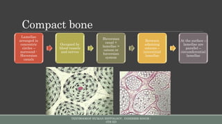 Parallel Medium Bone Bone density ppt | PPTX