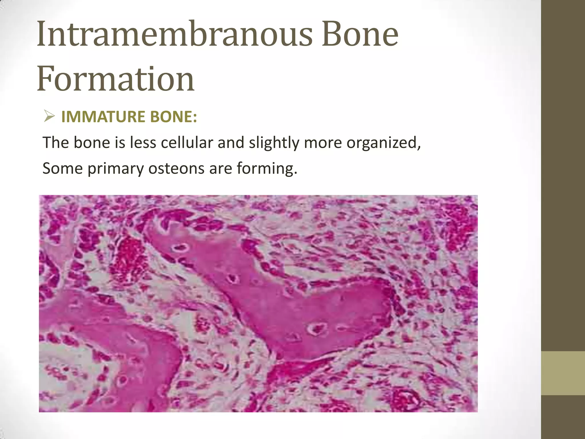 Intramembranous Bone
Formation
 IMMATURE BONE:
The bone is less cellular and slightly more organized,
Some primary osteons are forming.

 
