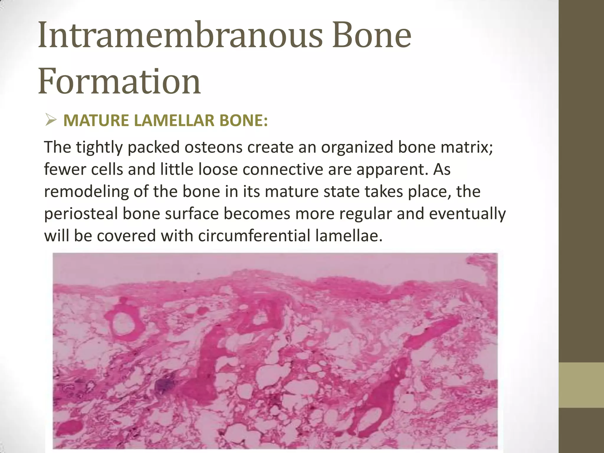 Intramembranous Bone
Formation
 MATURE LAMELLAR BONE:
The tightly packed osteons create an organized bone matrix;
fewer cells and little loose connective are apparent. As
remodeling of the bone in its mature state takes place, the
periosteal bone surface becomes more regular and eventually
will be covered with circumferential lamellae.

 