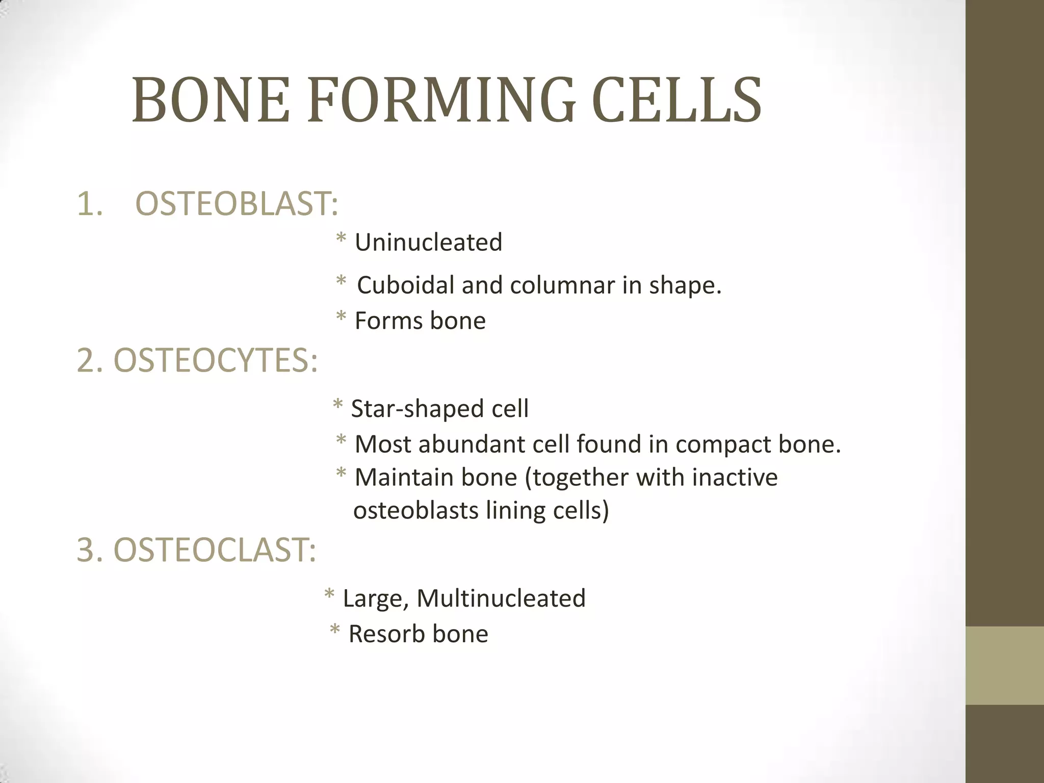 BONE FORMING CELLS
1. OSTEOBLAST:
* Uninucleated

* Cuboidal and columnar in shape.
* Forms bone

2. OSTEOCYTES:
* Star-shaped cell
* Most abundant cell found in compact bone.
* Maintain bone (together with inactive
osteoblasts lining cells)

3. OSTEOCLAST:
* Large, Multinucleated
* Resorb bone

 