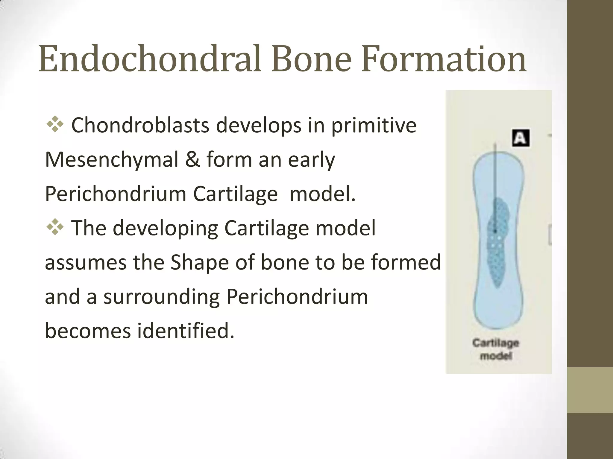 Endochondral Bone Formation
 Chondroblasts develops in primitive
Mesenchymal & form an early
Perichondrium Cartilage model.
 The developing Cartilage model
assumes the Shape of bone to be formed
and a surrounding Perichondrium
becomes identified.

 