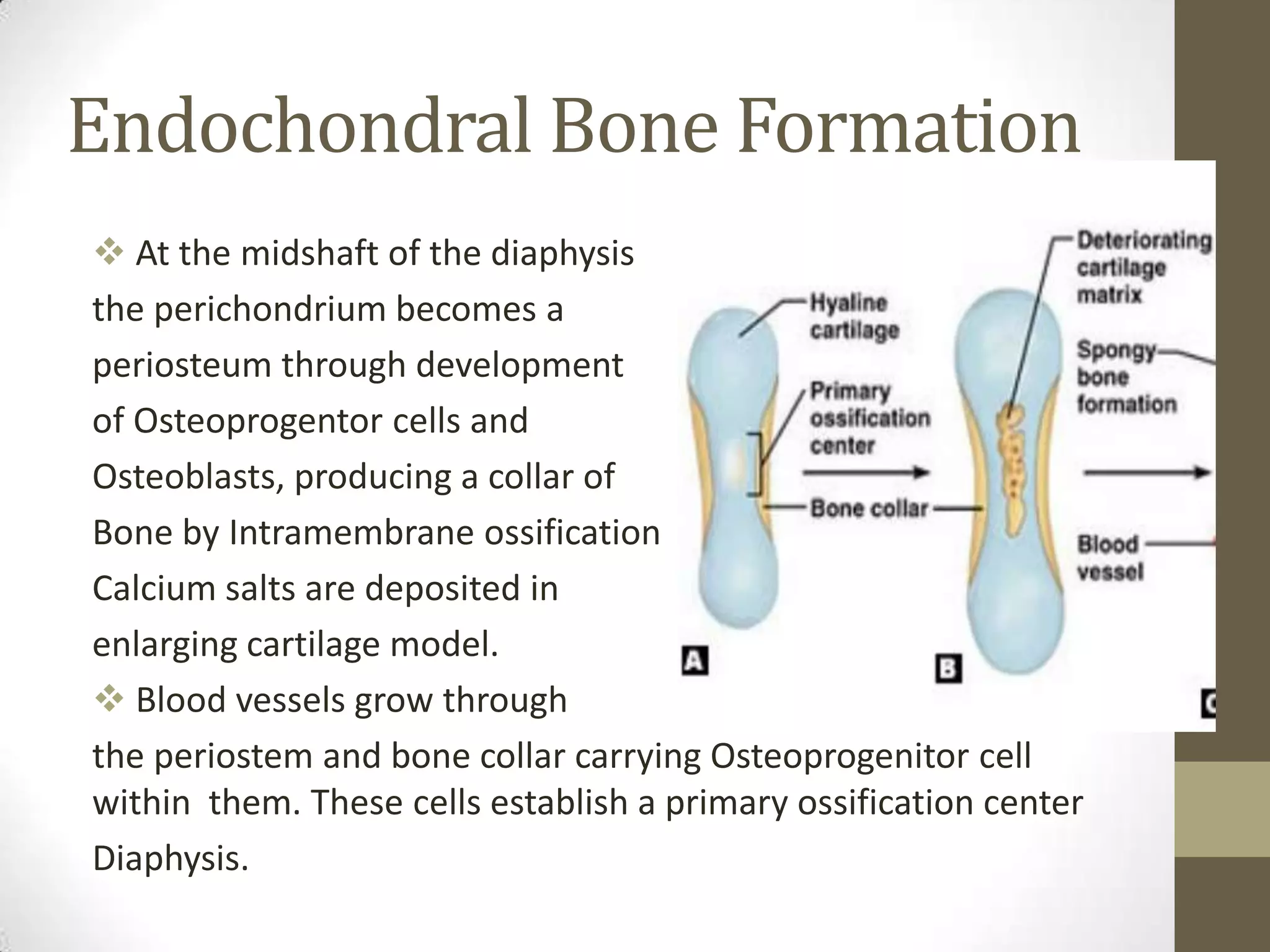 Endochondral Bone Formation
 At the midshaft of the diaphysis
the perichondrium becomes a
periosteum through development
of Osteoprogentor cells and
Osteoblasts, producing a collar of
Bone by Intramembrane ossification
Calcium salts are deposited in
enlarging cartilage model.
 Blood vessels grow through
the periostem and bone collar carrying Osteoprogenitor cell
within them. These cells establish a primary ossification center
Diaphysis.

 