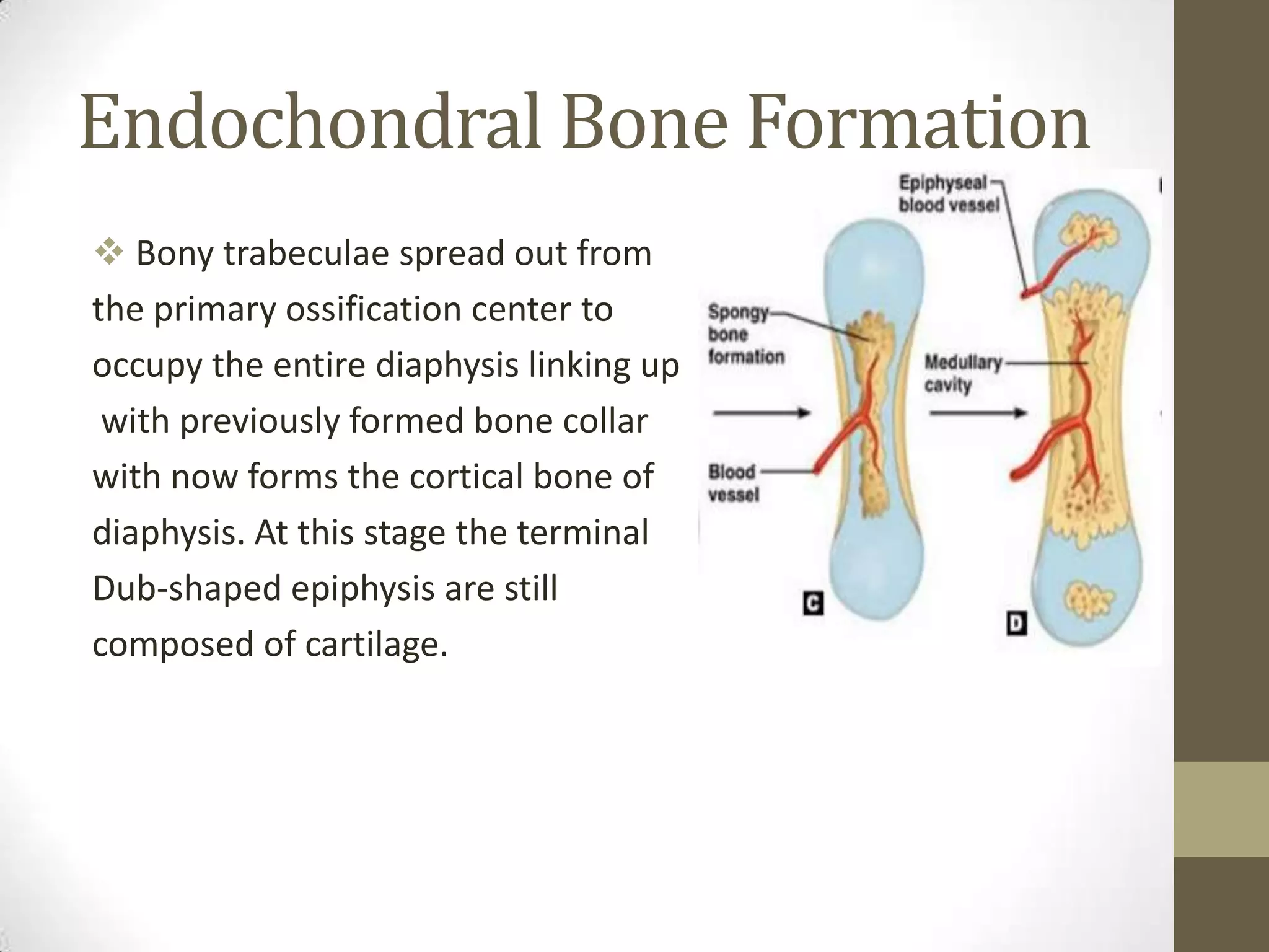 Endochondral Bone Formation
 Bony trabeculae spread out from
the primary ossification center to
occupy the entire diaphysis linking up
with previously formed bone collar
with now forms the cortical bone of
diaphysis. At this stage the terminal
Dub-shaped epiphysis are still
composed of cartilage.

 