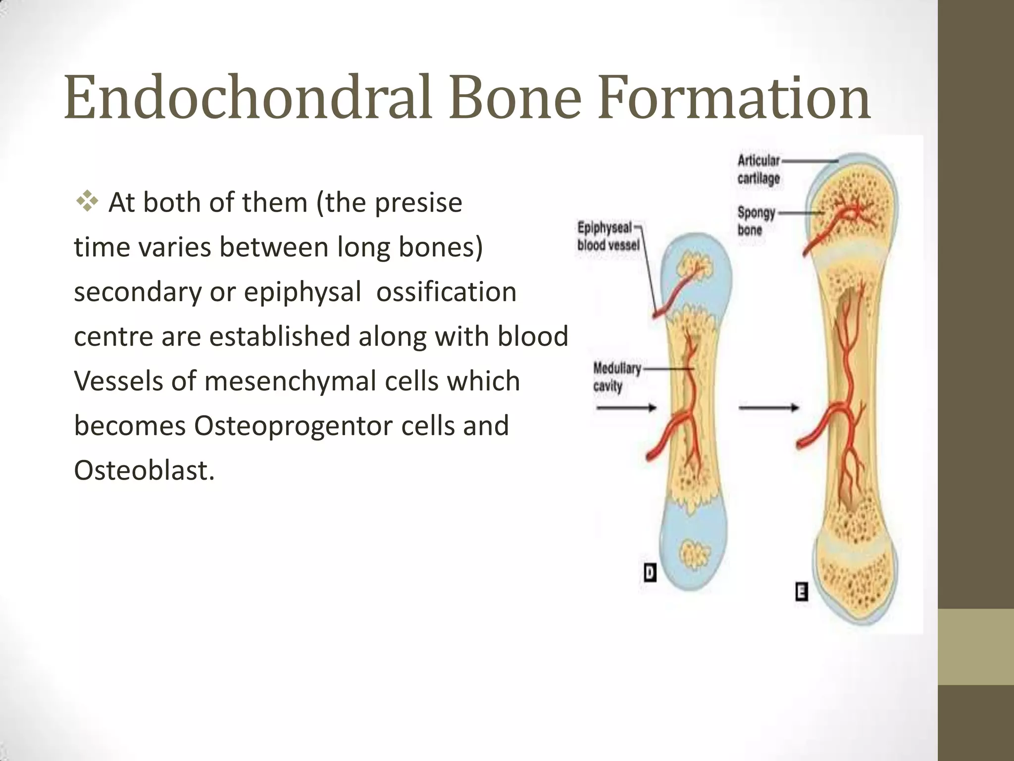 Endochondral Bone Formation
 At both of them (the presise
time varies between long bones)
secondary or epiphysal ossification
centre are established along with blood
Vessels of mesenchymal cells which
becomes Osteoprogentor cells and
Osteoblast.

 