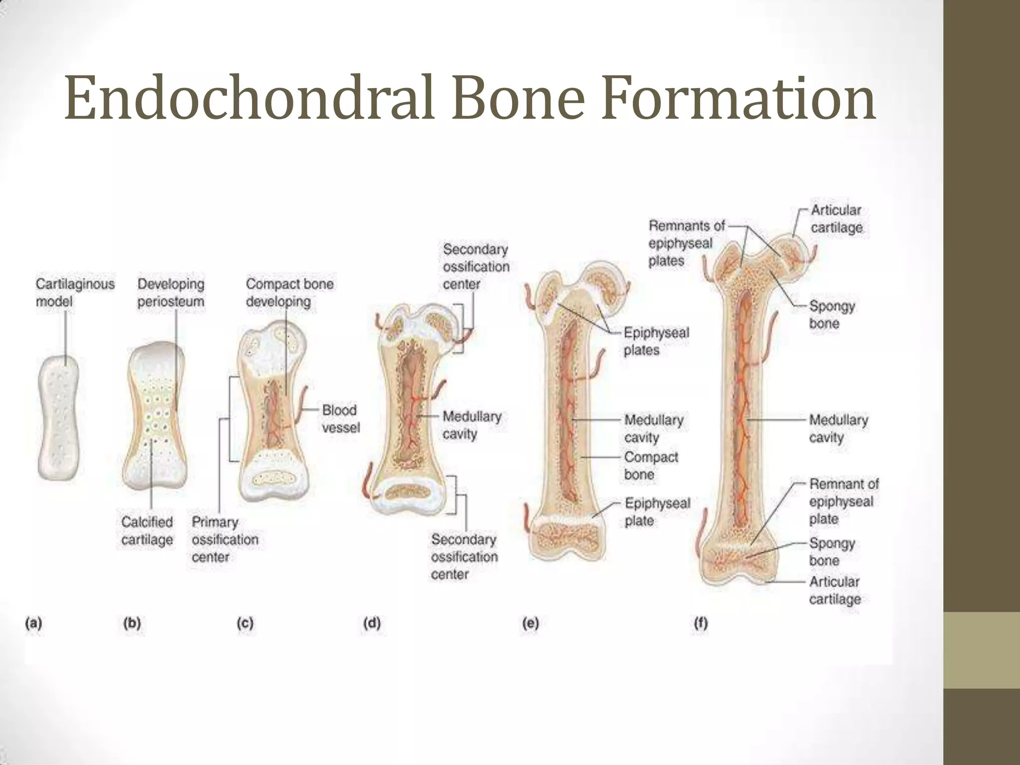 Endochondral Bone Formation

 
