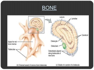 Bone development & growth | PPTX