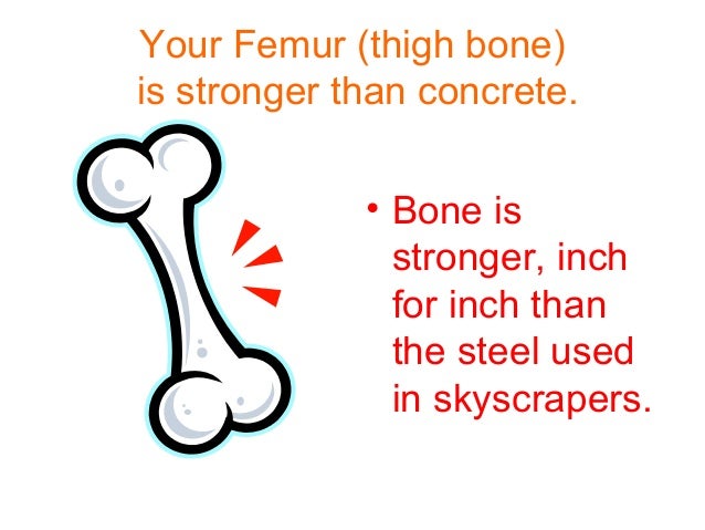 Bone Structure