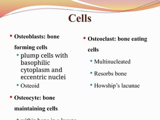 Comprehensive Overview of Bone Tumors: Classification, Grading, and ...