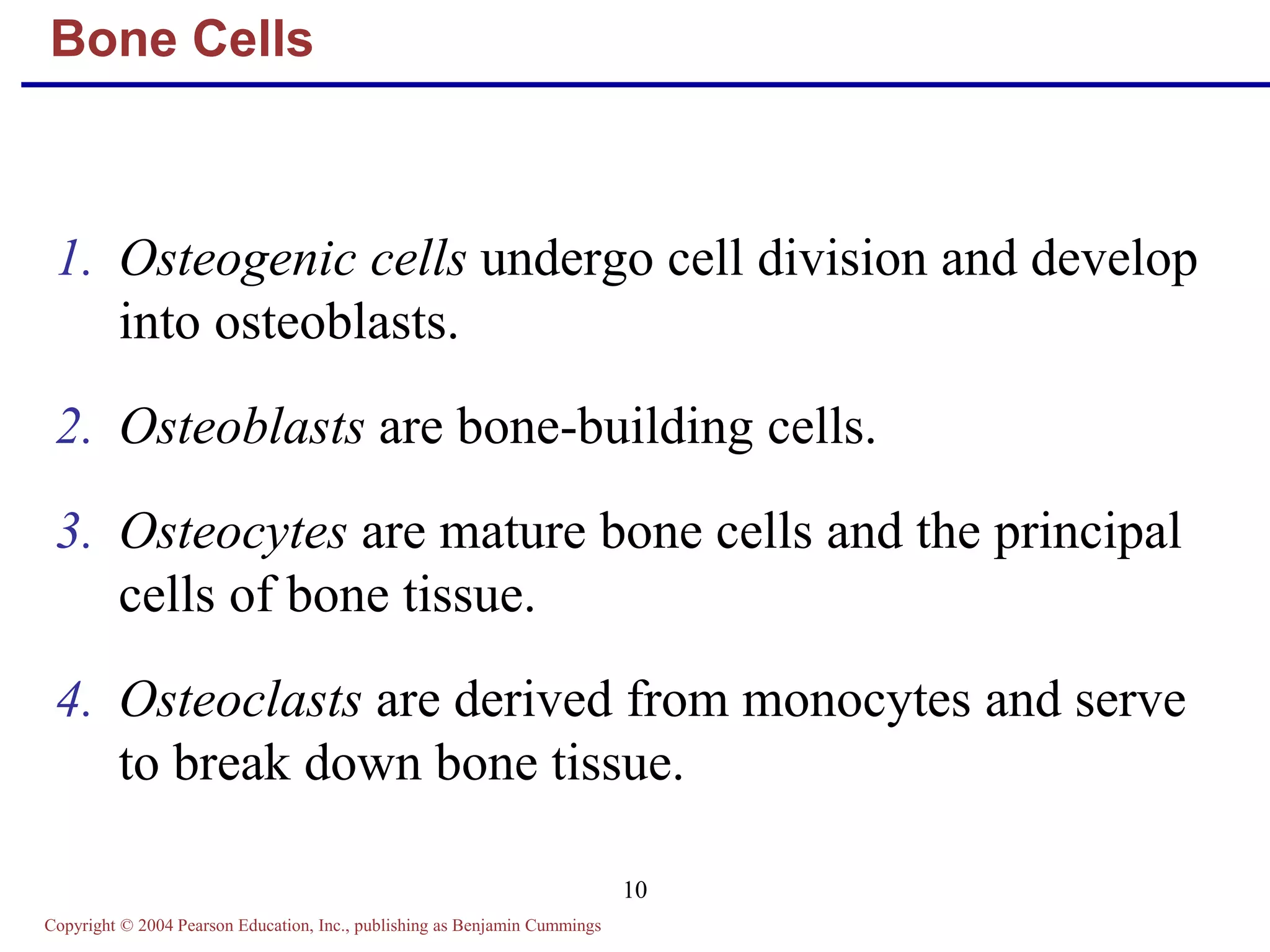 Copyright © 2004 Pearson Education, Inc., publishing as Benjamin Cummings
10
Bone Cells
1. Osteogenic cells undergo cell division and develop
into osteoblasts.
2. Osteoblasts are bone-building cells.
3. Osteocytes are mature bone cells and the principal
cells of bone tissue.
4. Osteoclasts are derived from monocytes and serve
to break down bone tissue.
 