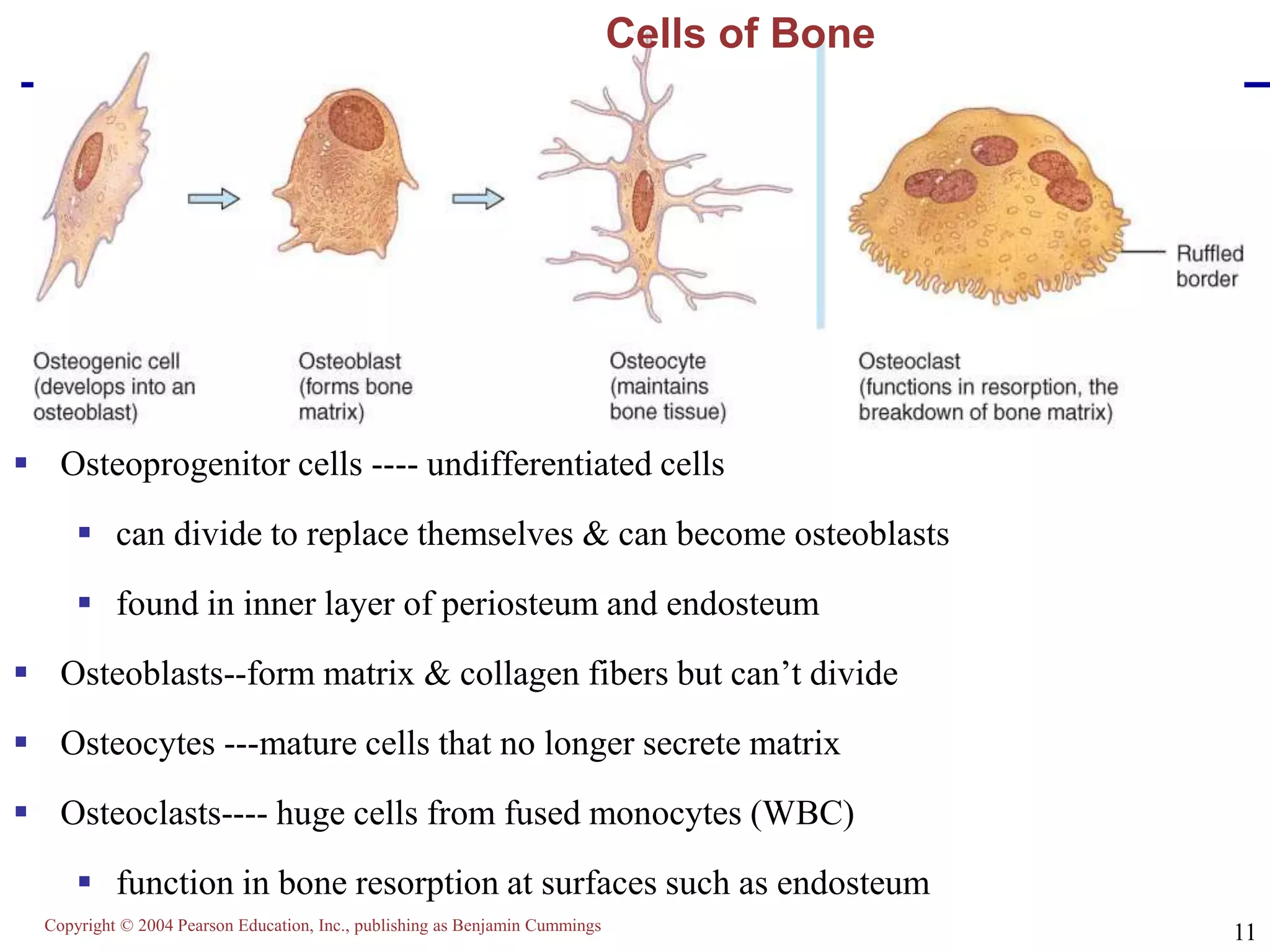 Copyright © 2004 Pearson Education, Inc., publishing as Benjamin Cummings
11
Cells of Bone
 Osteoprogenitor cells ---- undifferentiated cells
 can divide to replace themselves & can become osteoblasts
 found in inner layer of periosteum and endosteum
 Osteoblasts--form matrix & collagen fibers but can’t divide
 Osteocytes ---mature cells that no longer secrete matrix
 Osteoclasts---- huge cells from fused monocytes (WBC)
 function in bone resorption at surfaces such as endosteum
 