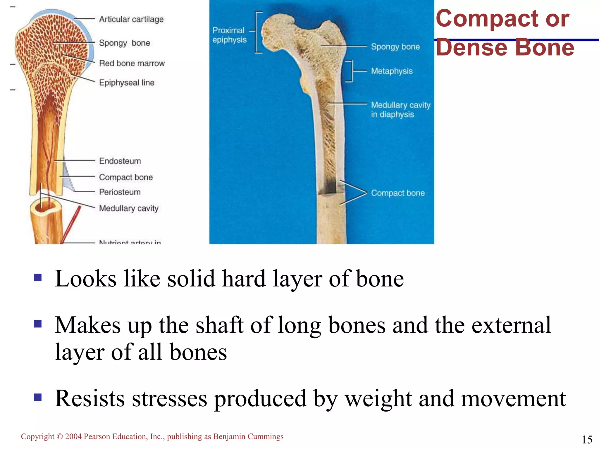 Copyright © 2004 Pearson Education, Inc., publishing as Benjamin Cummings
15
Compact or
Dense Bone
 Looks like solid hard layer of bone
 Makes up the shaft of long bones and the external
layer of all bones
 Resists stresses produced by weight and movement
 