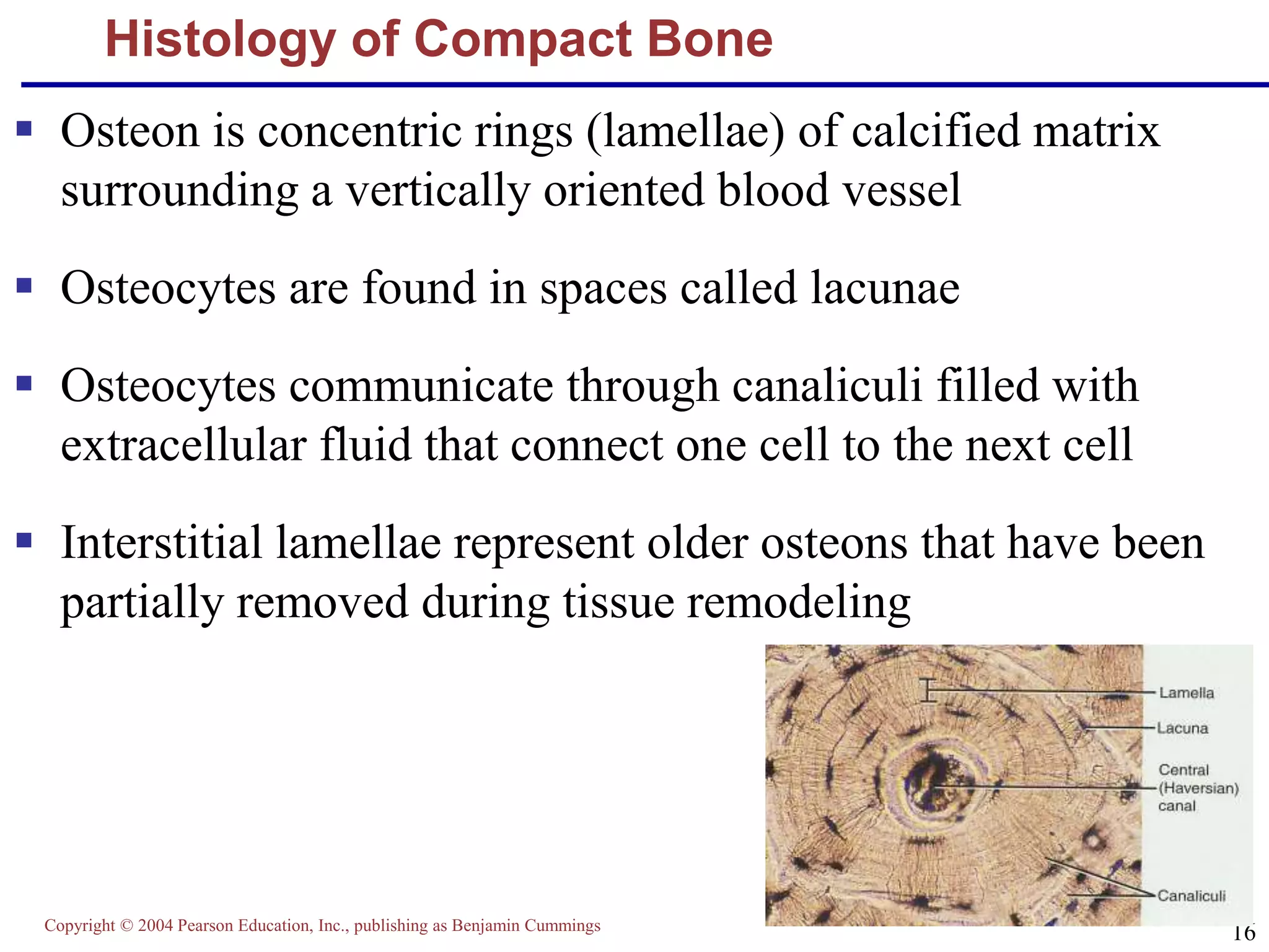 Copyright © 2004 Pearson Education, Inc., publishing as Benjamin Cummings
16
Histology of Compact Bone
 Osteon is concentric rings (lamellae) of calcified matrix
surrounding a vertically oriented blood vessel
 Osteocytes are found in spaces called lacunae
 Osteocytes communicate through canaliculi filled with
extracellular fluid that connect one cell to the next cell
 Interstitial lamellae represent older osteons that have been
partially removed during tissue remodeling
 