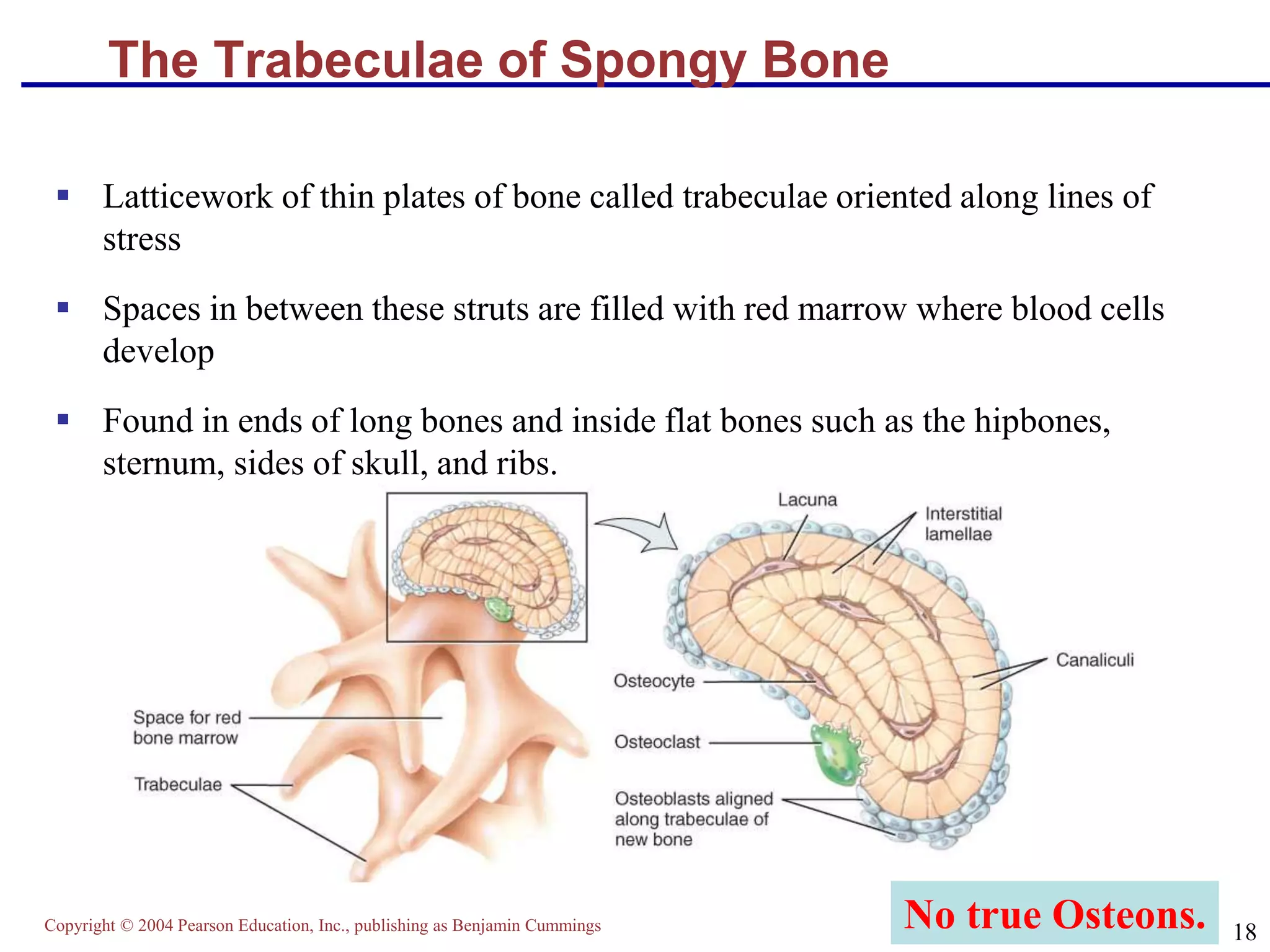Copyright © 2004 Pearson Education, Inc., publishing as Benjamin Cummings
18
The Trabeculae of Spongy Bone
 Latticework of thin plates of bone called trabeculae oriented along lines of
stress
 Spaces in between these struts are filled with red marrow where blood cells
develop
 Found in ends of long bones and inside flat bones such as the hipbones,
sternum, sides of skull, and ribs.
No true Osteons.
 