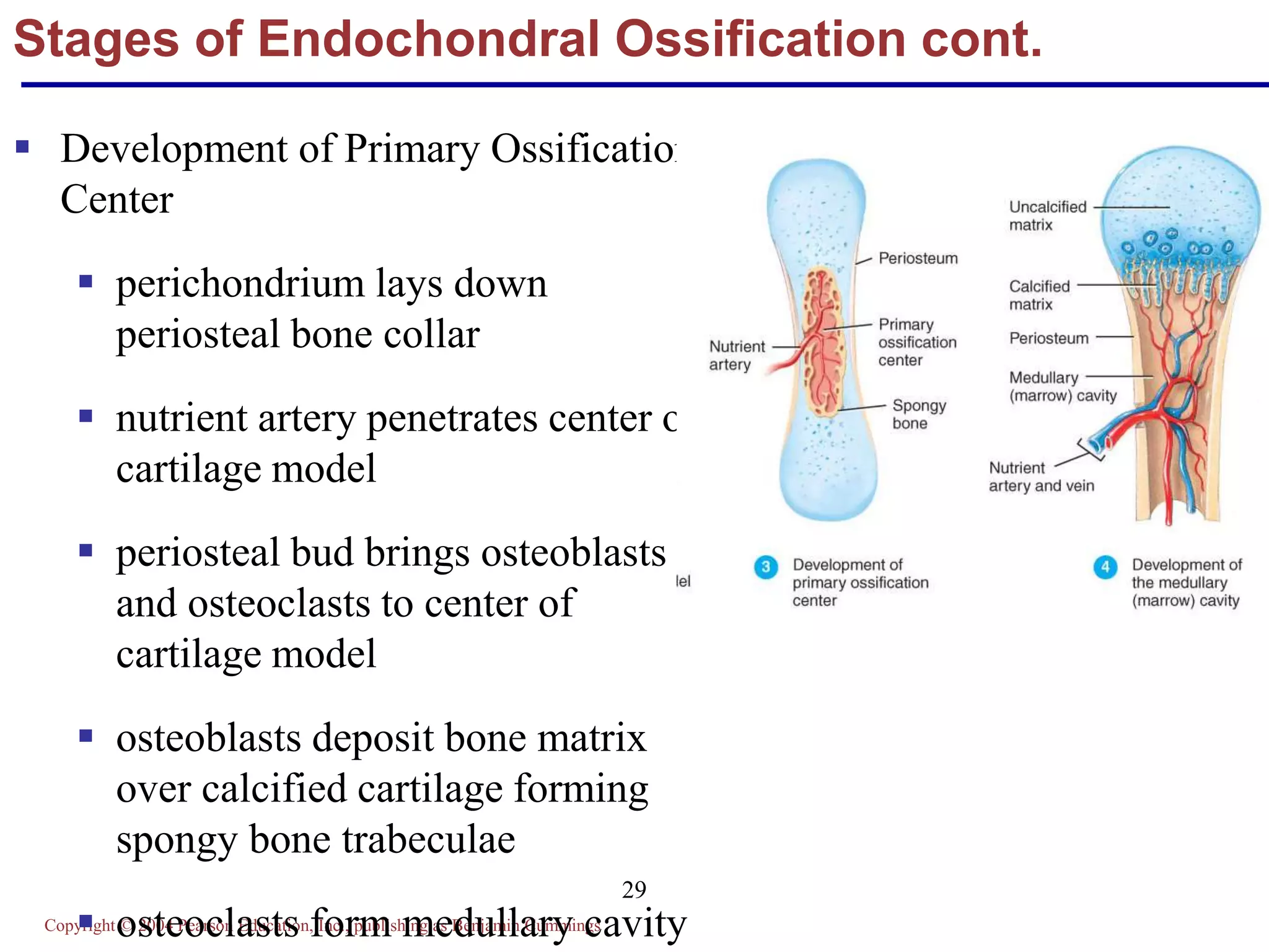 Copyright © 2004 Pearson Education, Inc., publishing as Benjamin Cummings
29
Stages of Endochondral Ossification cont.
 Development of Primary Ossification
Center
 perichondrium lays down
periosteal bone collar
 nutrient artery penetrates center of
cartilage model
 periosteal bud brings osteoblasts
and osteoclasts to center of
cartilage model
 osteoblasts deposit bone matrix
over calcified cartilage forming
spongy bone trabeculae
 osteoclasts form medullary cavity
 
