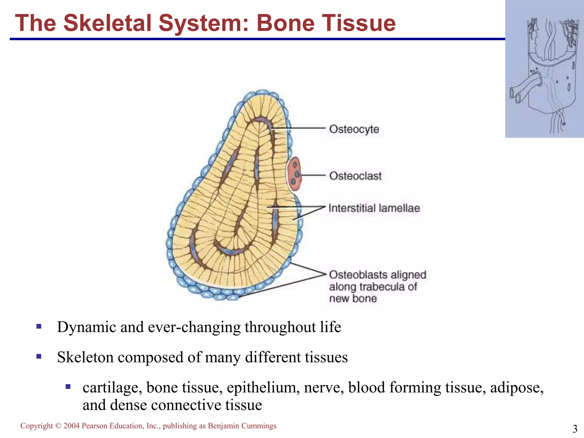 Copyright © 2004 Pearson Education, Inc., publishing as Benjamin Cummings
3
The Skeletal System: Bone Tissue
 Dynamic and ever-changing throughout life
 Skeleton composed of many different tissues
 cartilage, bone tissue, epithelium, nerve, blood forming tissue, adipose,
and dense connective tissue
 