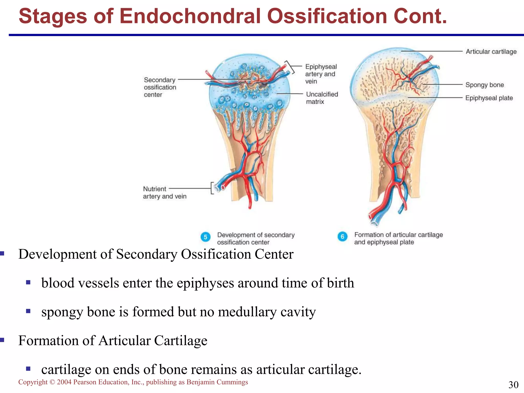 Copyright © 2004 Pearson Education, Inc., publishing as Benjamin Cummings
30
Stages of Endochondral Ossification Cont.
 Development of Secondary Ossification Center
 blood vessels enter the epiphyses around time of birth
 spongy bone is formed but no medullary cavity
 Formation of Articular Cartilage
 cartilage on ends of bone remains as articular cartilage.
 