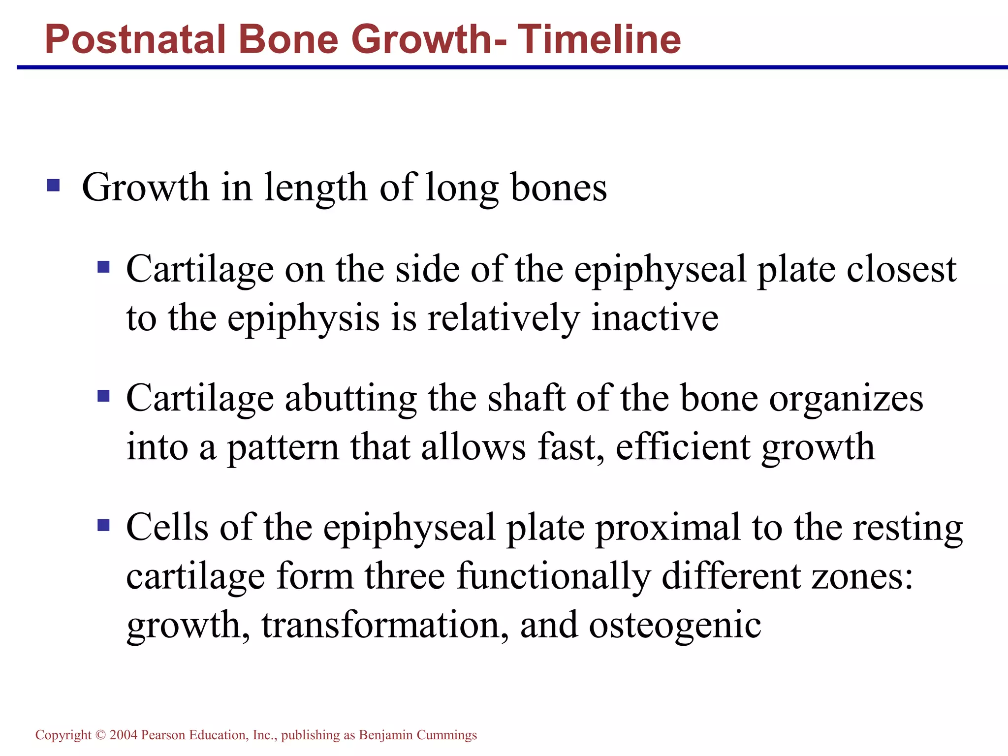 Copyright © 2004 Pearson Education, Inc., publishing as Benjamin Cummings
Postnatal Bone Growth- Timeline
 Growth in length of long bones
 Cartilage on the side of the epiphyseal plate closest
to the epiphysis is relatively inactive
 Cartilage abutting the shaft of the bone organizes
into a pattern that allows fast, efficient growth
 Cells of the epiphyseal plate proximal to the resting
cartilage form three functionally different zones:
growth, transformation, and osteogenic
 