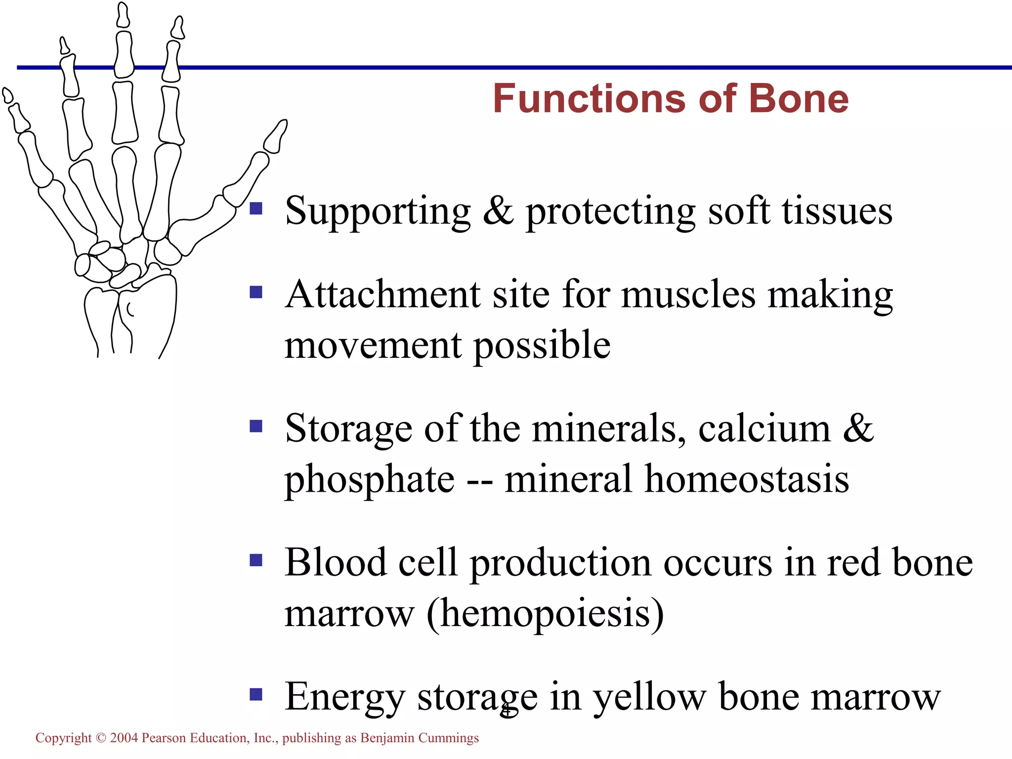 Copyright © 2004 Pearson Education, Inc., publishing as Benjamin Cummings
4
Functions of Bone
 Supporting & protecting soft tissues
 Attachment site for muscles making
movement possible
 Storage of the minerals, calcium &
phosphate -- mineral homeostasis
 Blood cell production occurs in red bone
marrow (hemopoiesis)
 Energy storage in yellow bone marrow
 