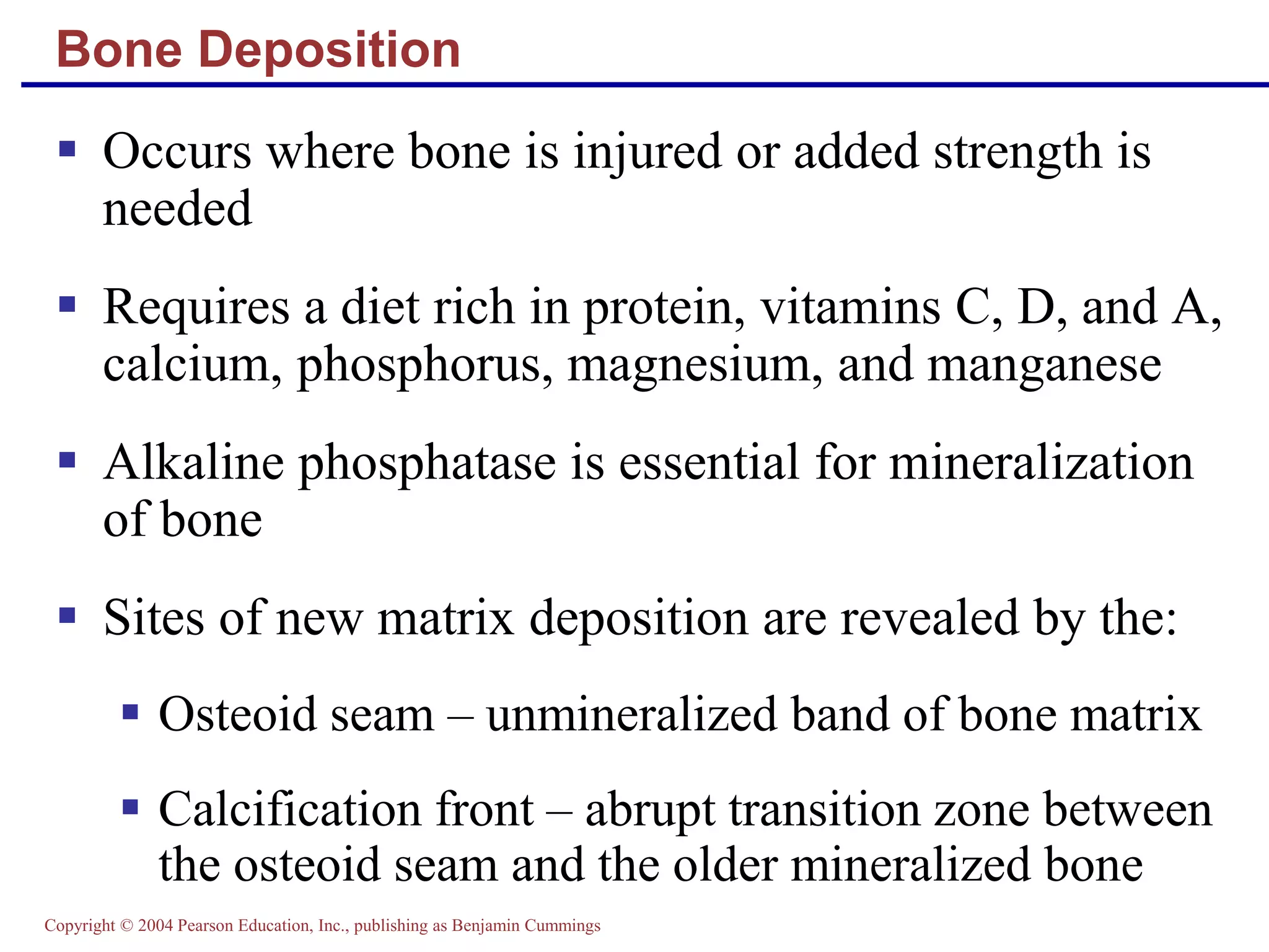 Copyright © 2004 Pearson Education, Inc., publishing as Benjamin Cummings
Bone Deposition
 Occurs where bone is injured or added strength is
needed
 Requires a diet rich in protein, vitamins C, D, and A,
calcium, phosphorus, magnesium, and manganese
 Alkaline phosphatase is essential for mineralization
of bone
 Sites of new matrix deposition are revealed by the:
 Osteoid seam – unmineralized band of bone matrix
 Calcification front – abrupt transition zone between
the osteoid seam and the older mineralized bone
 