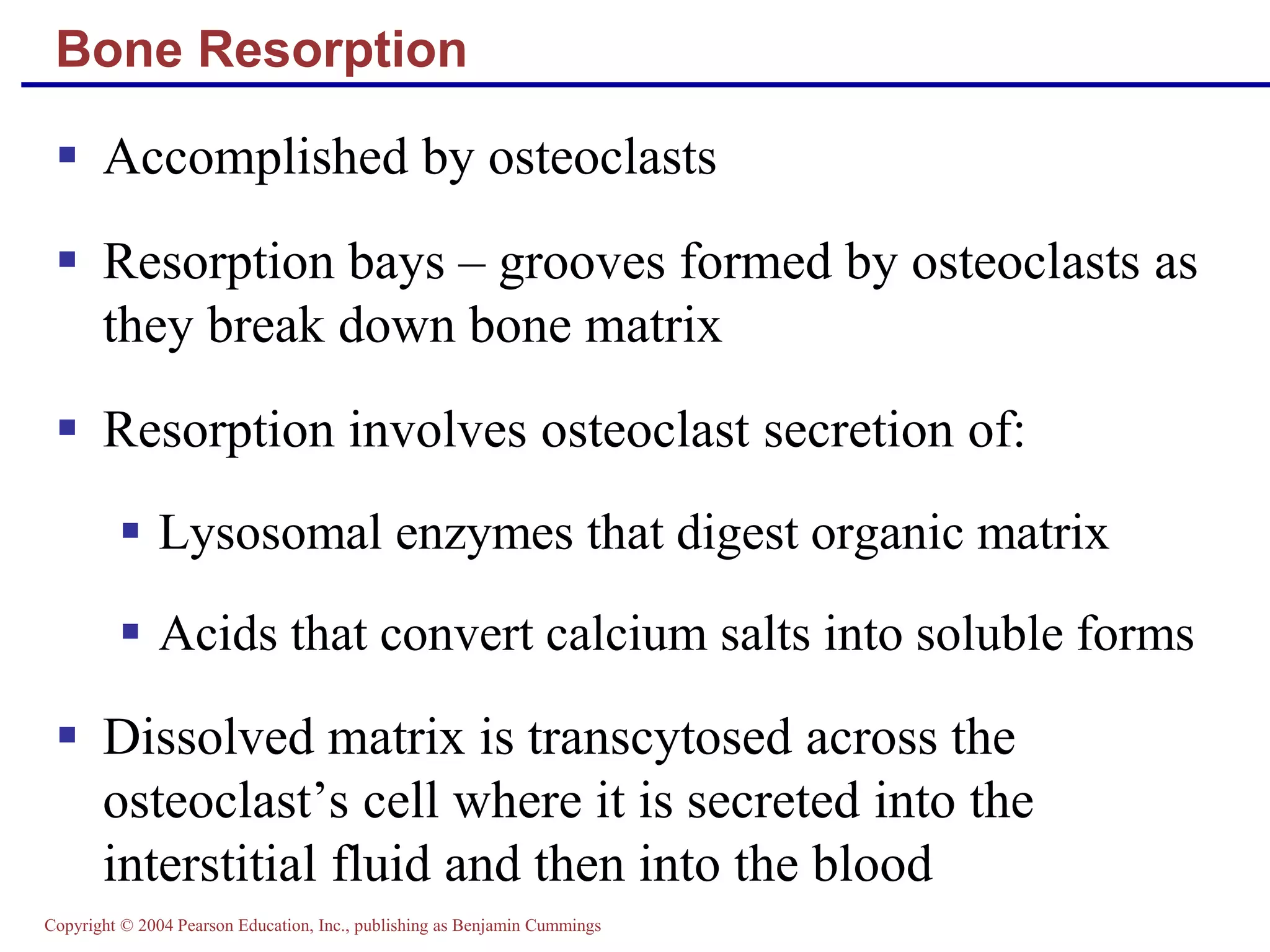 Copyright © 2004 Pearson Education, Inc., publishing as Benjamin Cummings
Bone Resorption
 Accomplished by osteoclasts
 Resorption bays – grooves formed by osteoclasts as
they break down bone matrix
 Resorption involves osteoclast secretion of:
 Lysosomal enzymes that digest organic matrix
 Acids that convert calcium salts into soluble forms
 Dissolved matrix is transcytosed across the
osteoclast’s cell where it is secreted into the
interstitial fluid and then into the blood
 