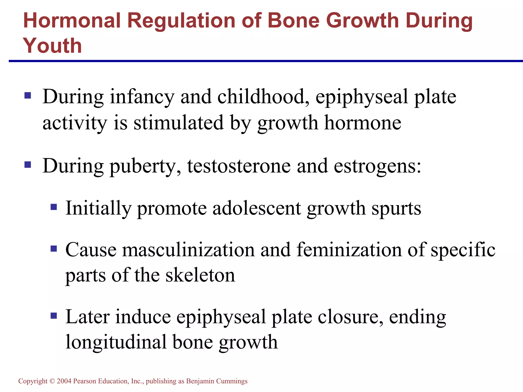 Copyright © 2004 Pearson Education, Inc., publishing as Benjamin Cummings
 During infancy and childhood, epiphyseal plate
activity is stimulated by growth hormone
 During puberty, testosterone and estrogens:
 Initially promote adolescent growth spurts
 Cause masculinization and feminization of specific
parts of the skeleton
 Later induce epiphyseal plate closure, ending
longitudinal bone growth
Hormonal Regulation of Bone Growth During
Youth
 