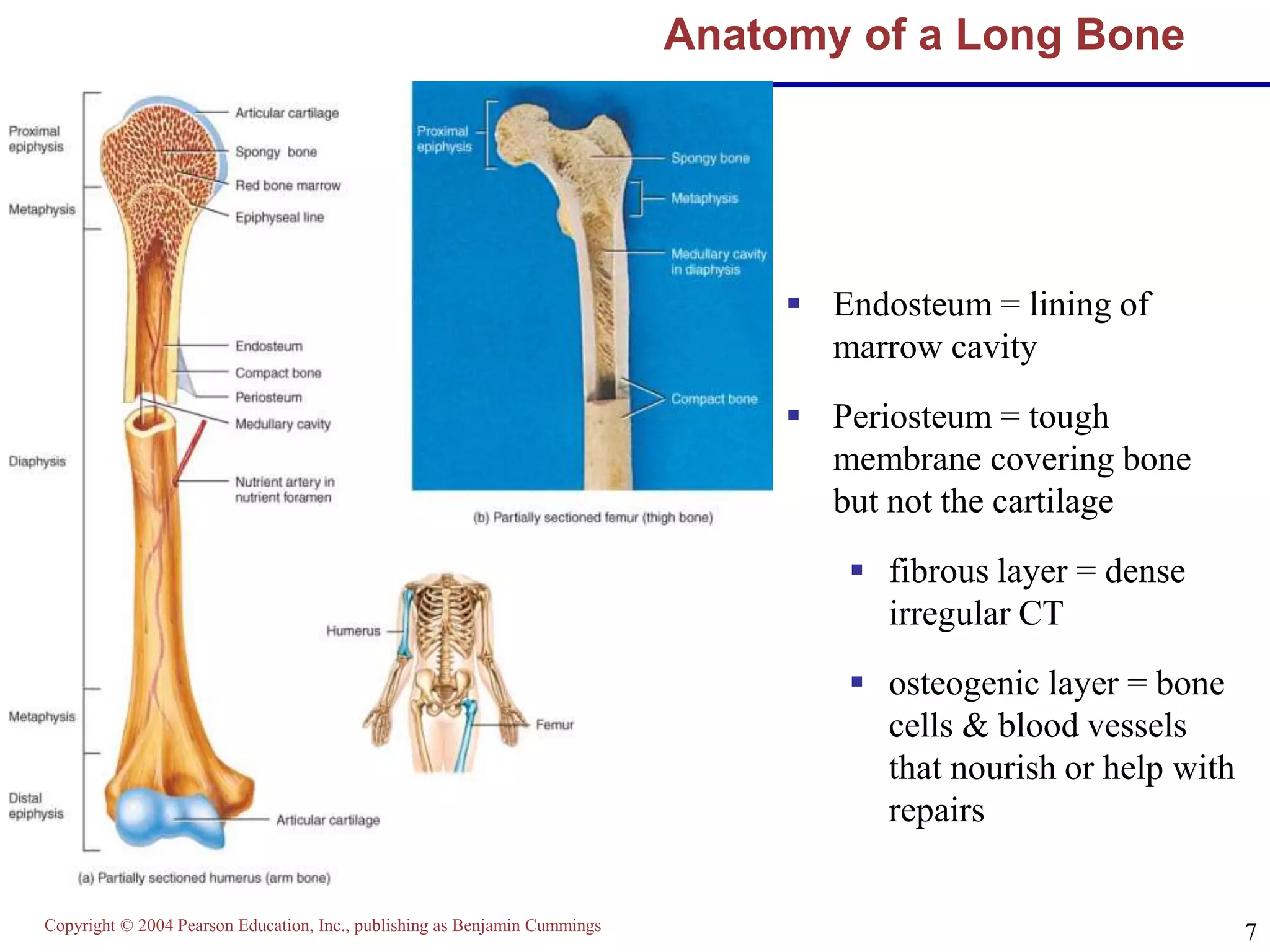 Copyright © 2004 Pearson Education, Inc., publishing as Benjamin Cummings
7
Anatomy of a Long Bone
 Endosteum = lining of
marrow cavity
 Periosteum = tough
membrane covering bone
but not the cartilage
 fibrous layer = dense
irregular CT
 osteogenic layer = bone
cells & blood vessels
that nourish or help with
repairs
 