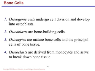 Copyright © 2004 Pearson Education, Inc., publishing as Benjamin Cummings
10
Bone Cells
1. Osteogenic cells undergo cell division and develop
into osteoblasts.
2. Osteoblasts are bone-building cells.
3. Osteocytes are mature bone cells and the principal
cells of bone tissue.
4. Osteoclasts are derived from monocytes and serve
to break down bone tissue.
 