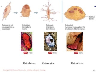 Copyright © 2004 Pearson Education, Inc., publishing as Benjamin Cummings
12
Osteoblasts Osteocytes Osteoclasts
 