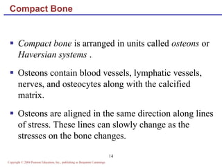 Copyright © 2004 Pearson Education, Inc., publishing as Benjamin Cummings
14
Compact Bone
 Compact bone is arranged in units called osteons or
Haversian systems .
 Osteons contain blood vessels, lymphatic vessels,
nerves, and osteocytes along with the calcified
matrix.
 Osteons are aligned in the same direction along lines
of stress. These lines can slowly change as the
stresses on the bone changes.
 