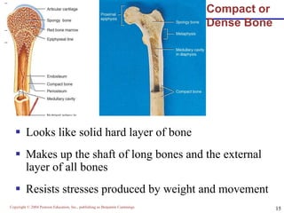 Copyright © 2004 Pearson Education, Inc., publishing as Benjamin Cummings
15
Compact or
Dense Bone
 Looks like solid hard layer of bone
 Makes up the shaft of long bones and the external
layer of all bones
 Resists stresses produced by weight and movement
 